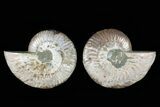 Cut & Polished Ammonite Fossil - Very Sparkly Crystals #78575-1